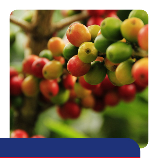 CCM do Brasil - Cód. 3902050